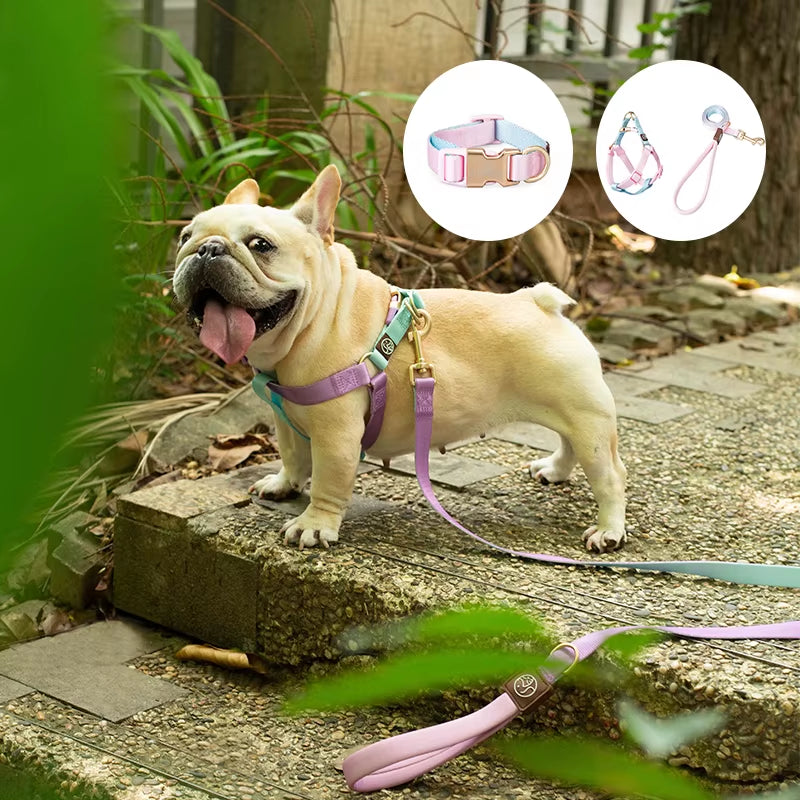 Collar and Leash Set with No-Pull Harness for Small Dogs and puppies
